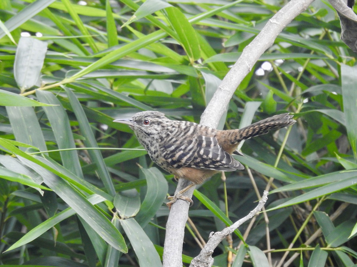Band-backed Wren - ML626546412
