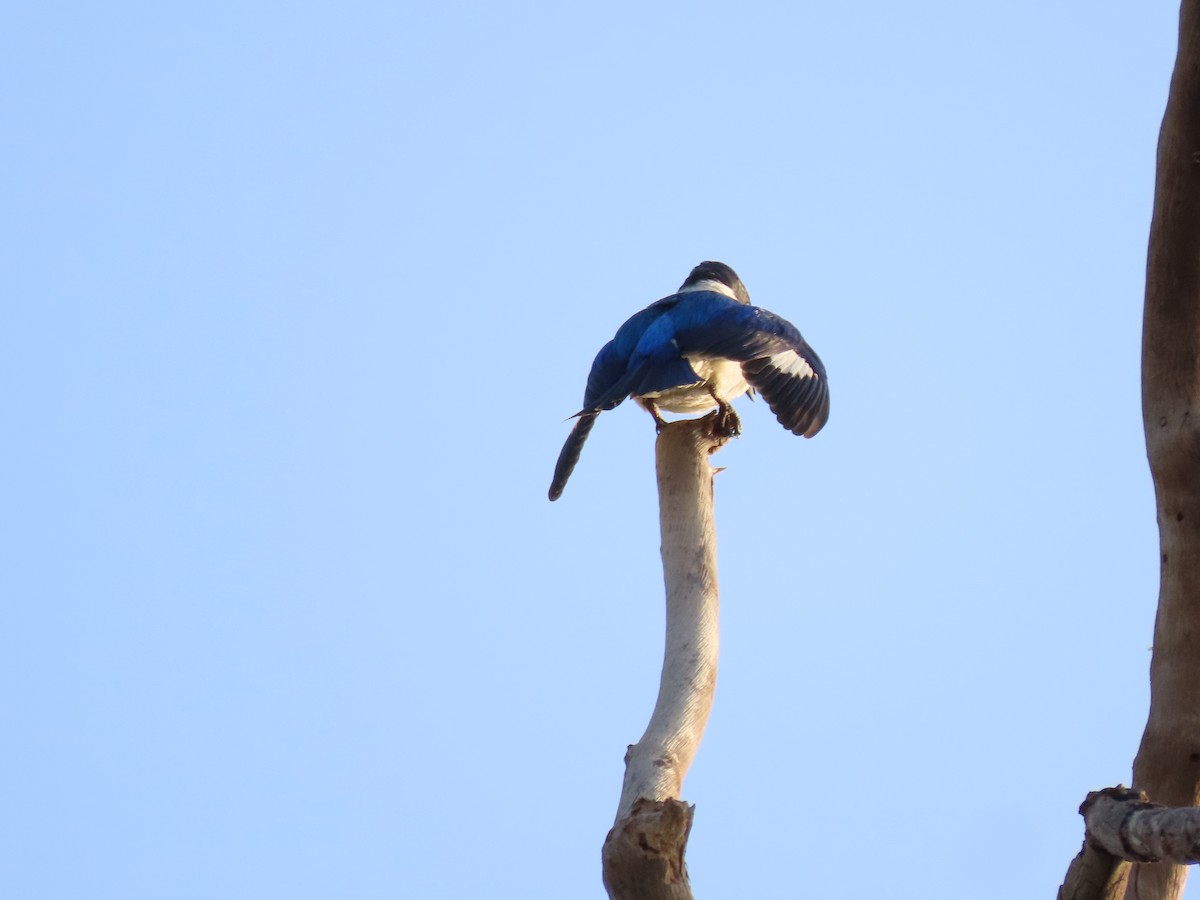 Forest Kingfisher - ML626546431