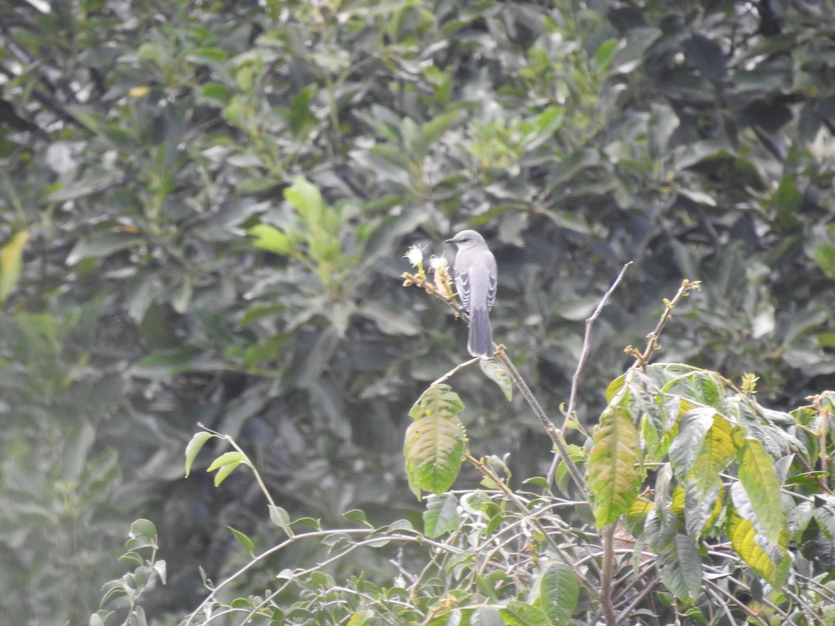 Tropical Mockingbird - ML626546434