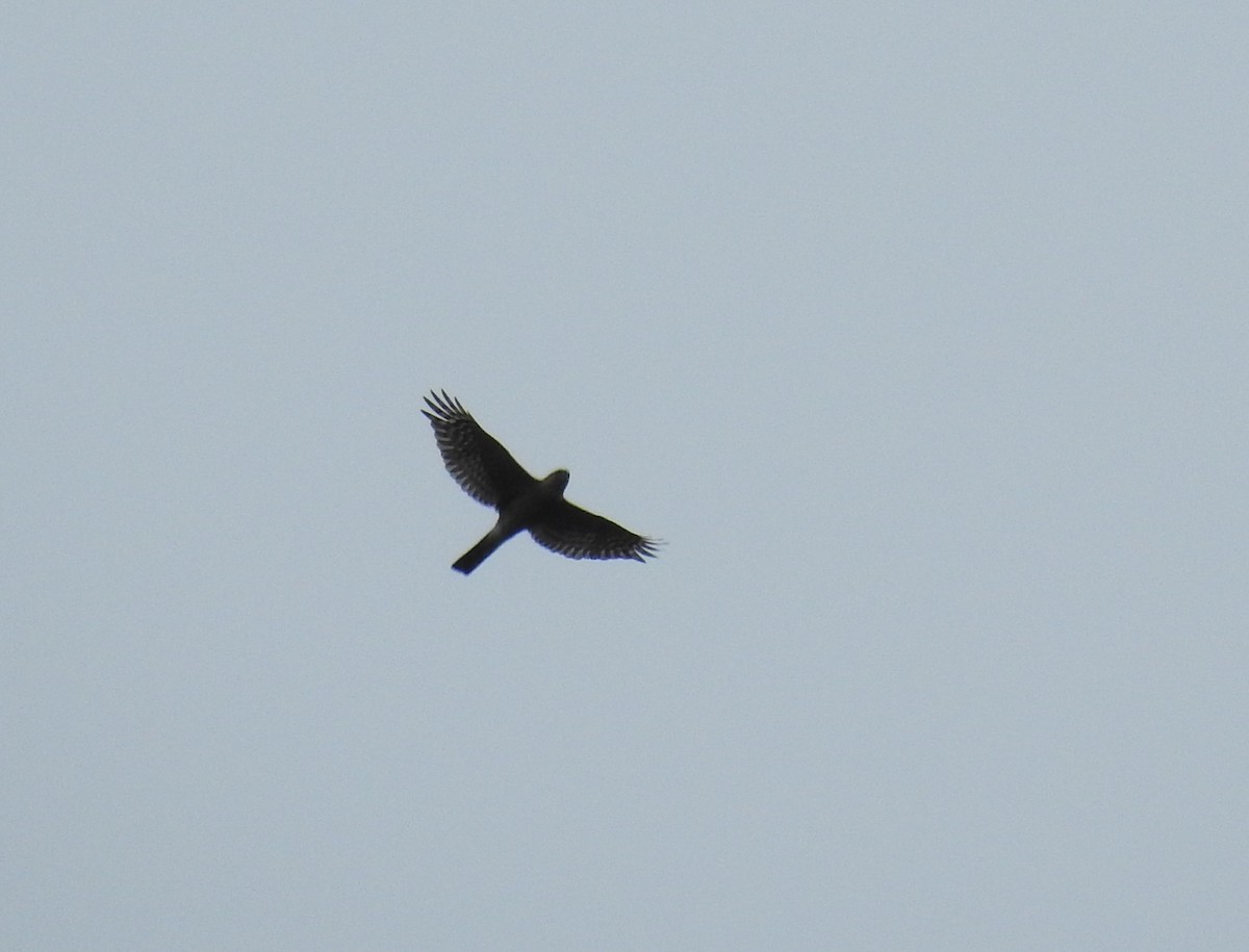 Sharp-shinned Hawk - ML626546446
