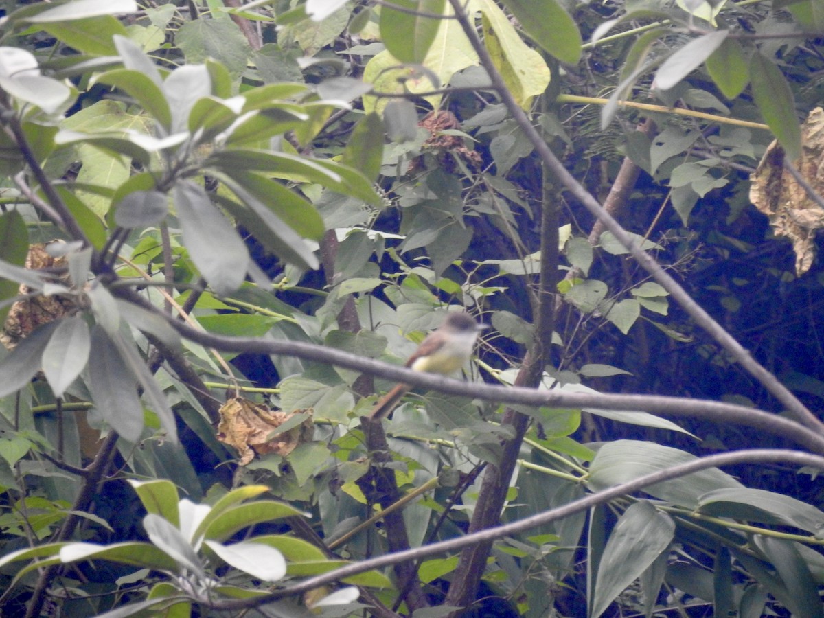 Dusky-capped Flycatcher - ML626546458