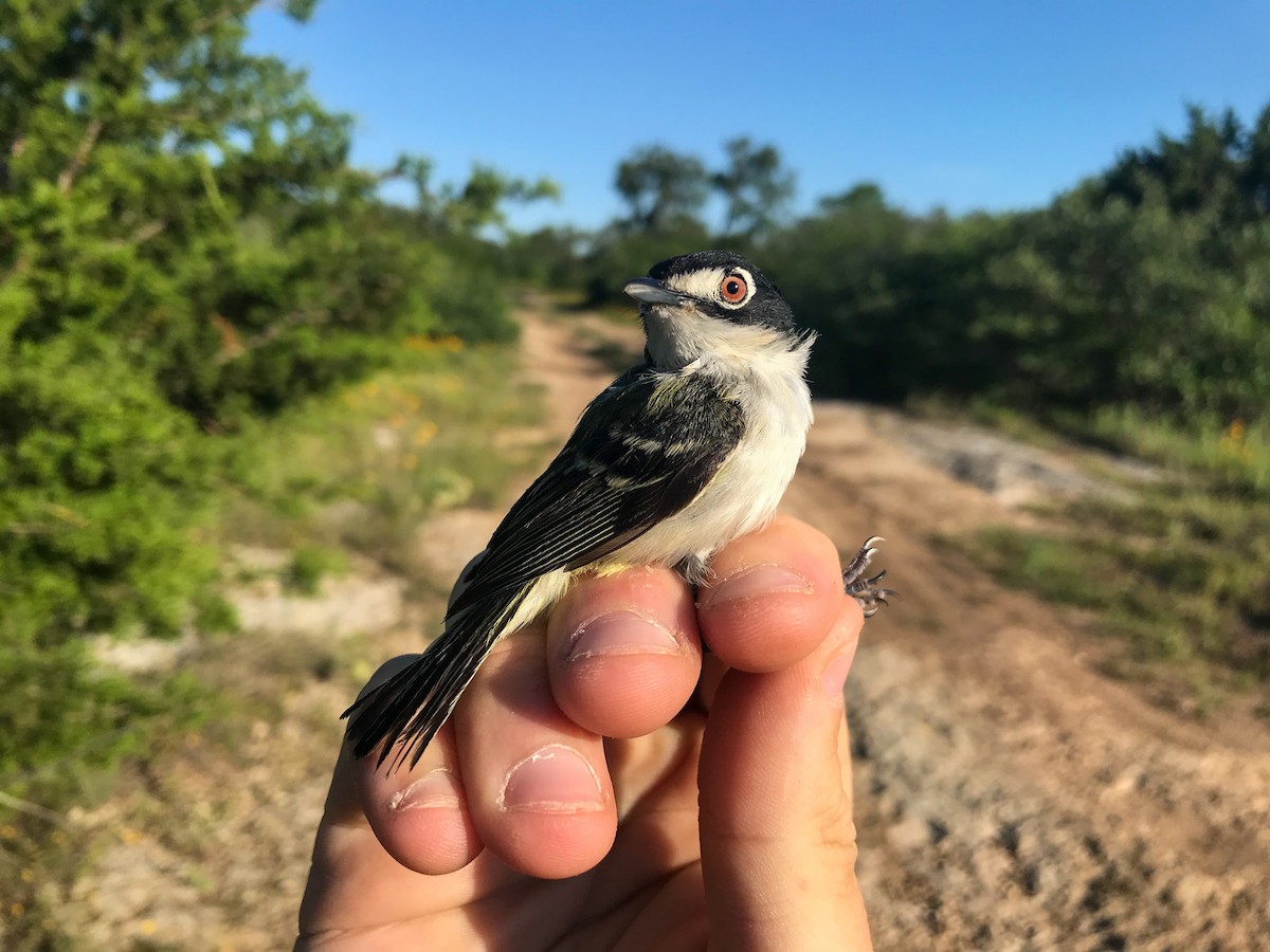 Black-capped Vireo - ML626546497