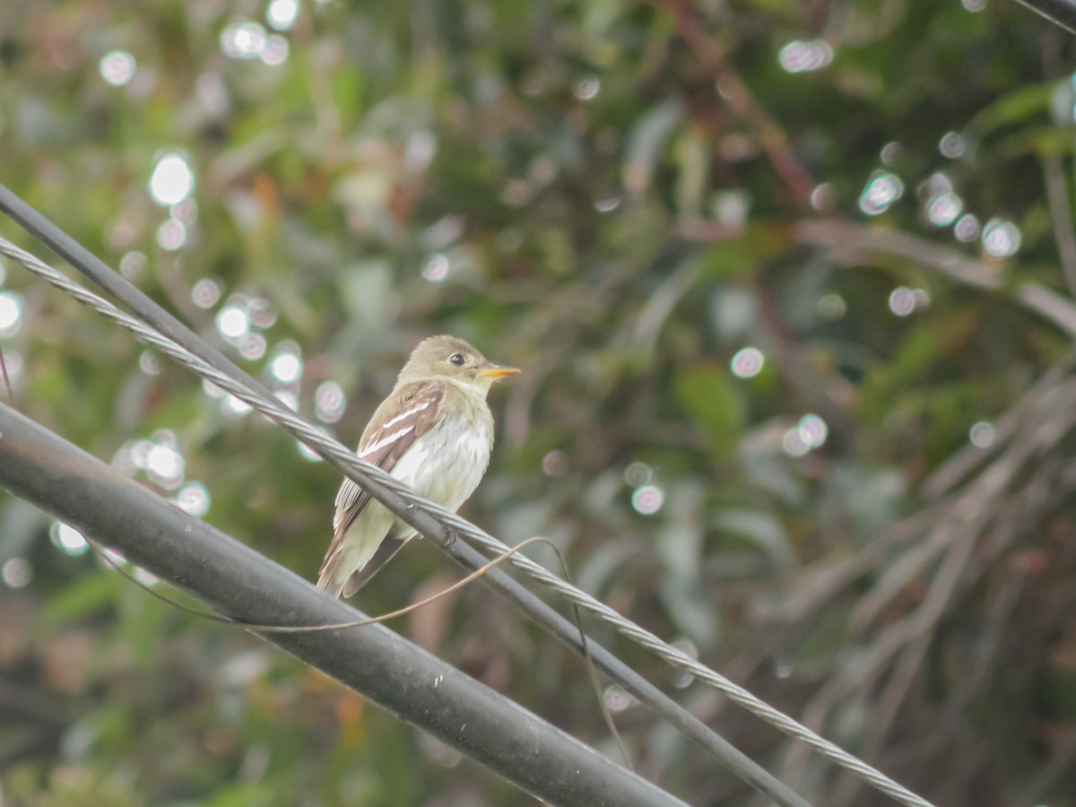 Eastern Wood-Pewee - ML626546525