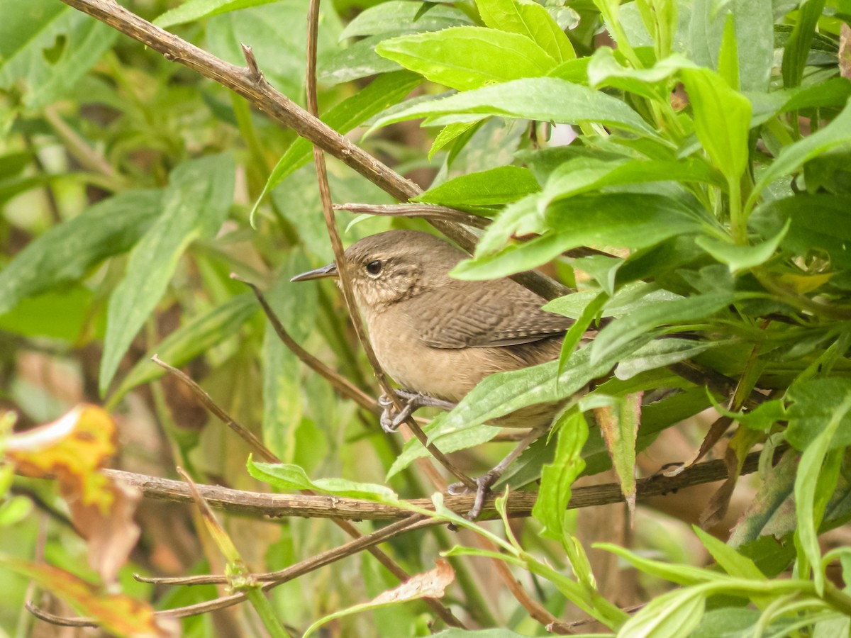 Southern House Wren - ML626546537