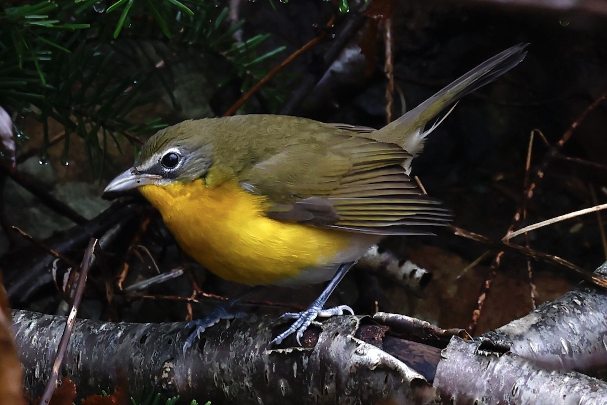 Yellow-breasted Chat - ML626546599