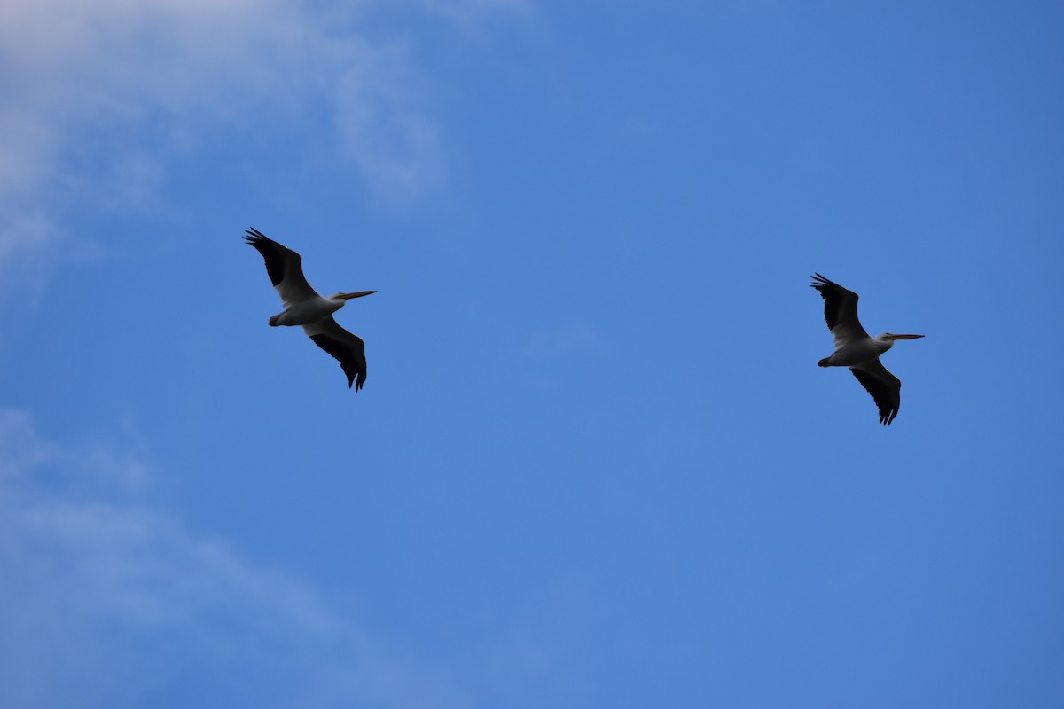 American White Pelican - ML626546666