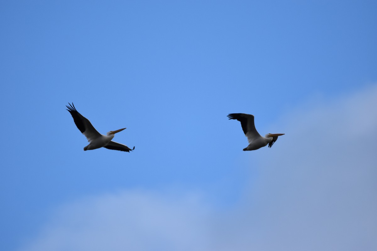 American White Pelican - ML626546667