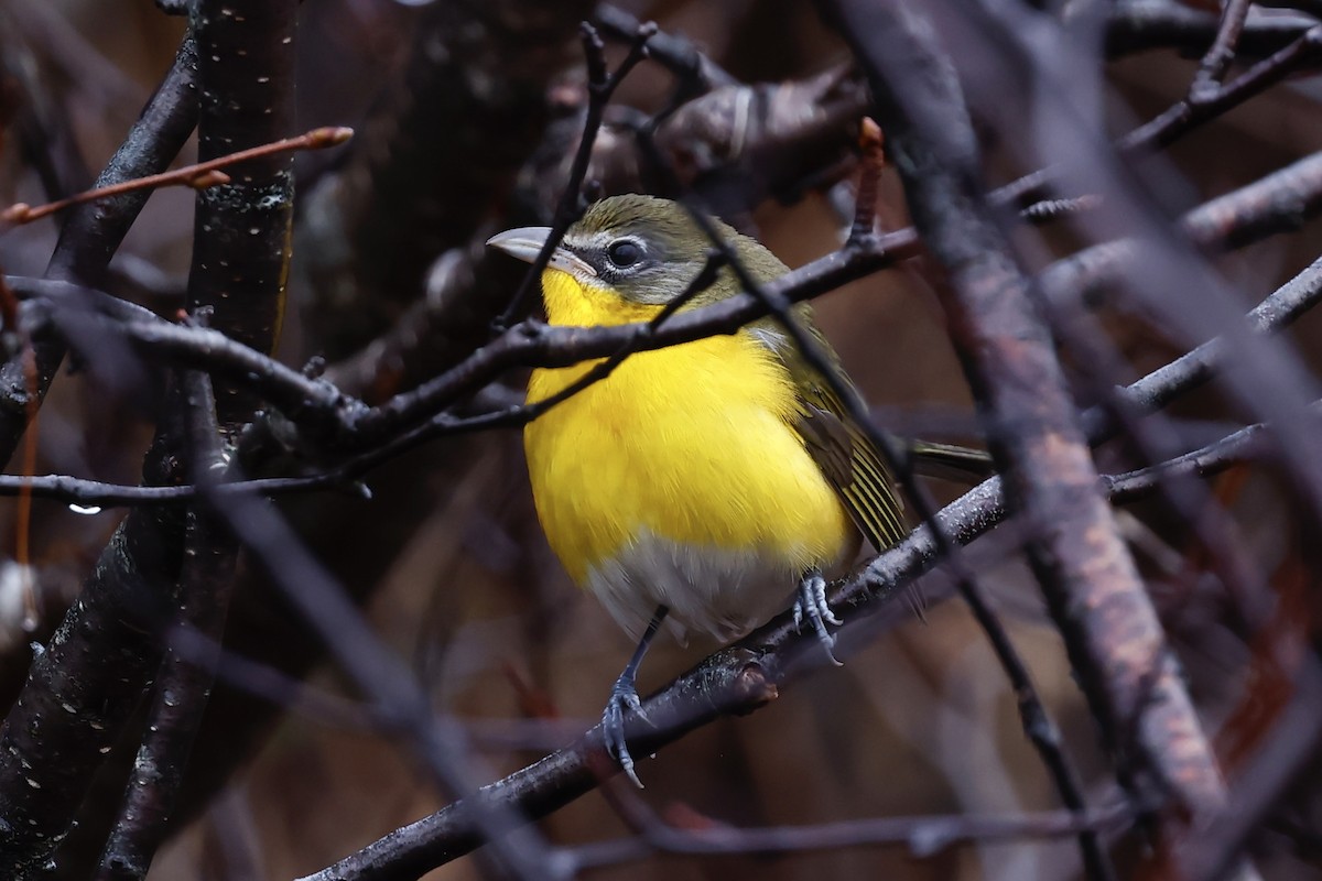 Yellow-breasted Chat - ML626546676