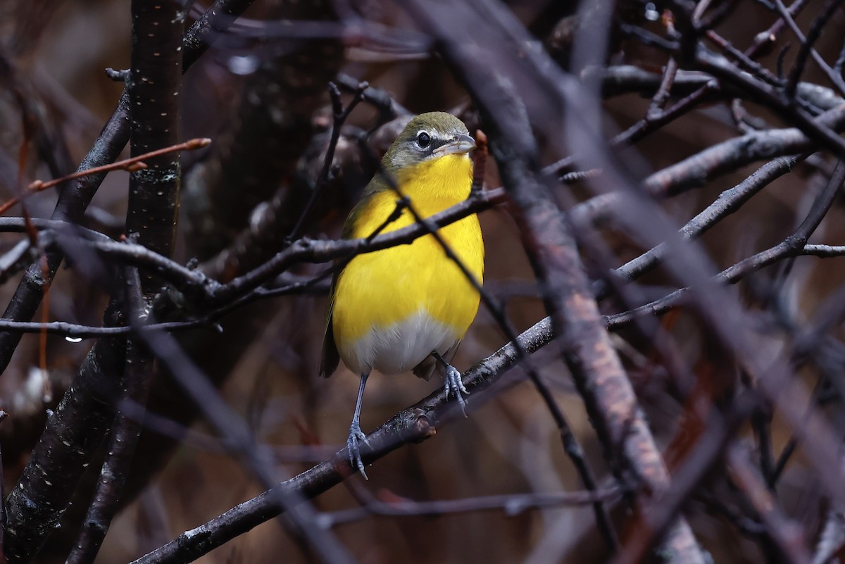 Yellow-breasted Chat - ML626546677