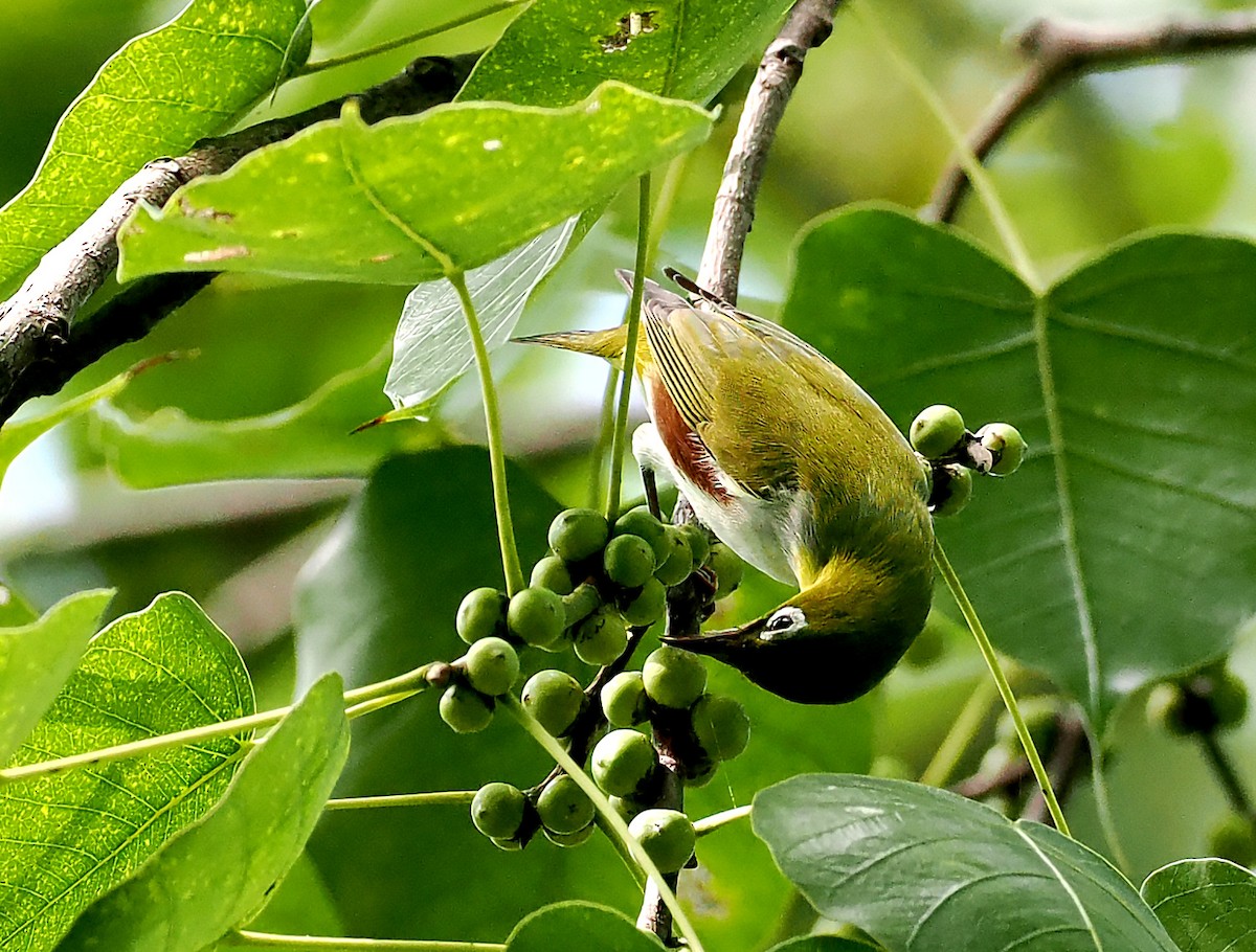 Зээрд сүвээт гархи нүдэн - ML626546711
