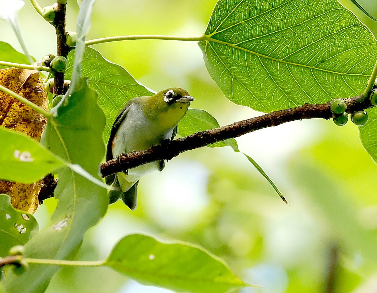 Зээрд сүвээт гархи нүдэн - ML626546731