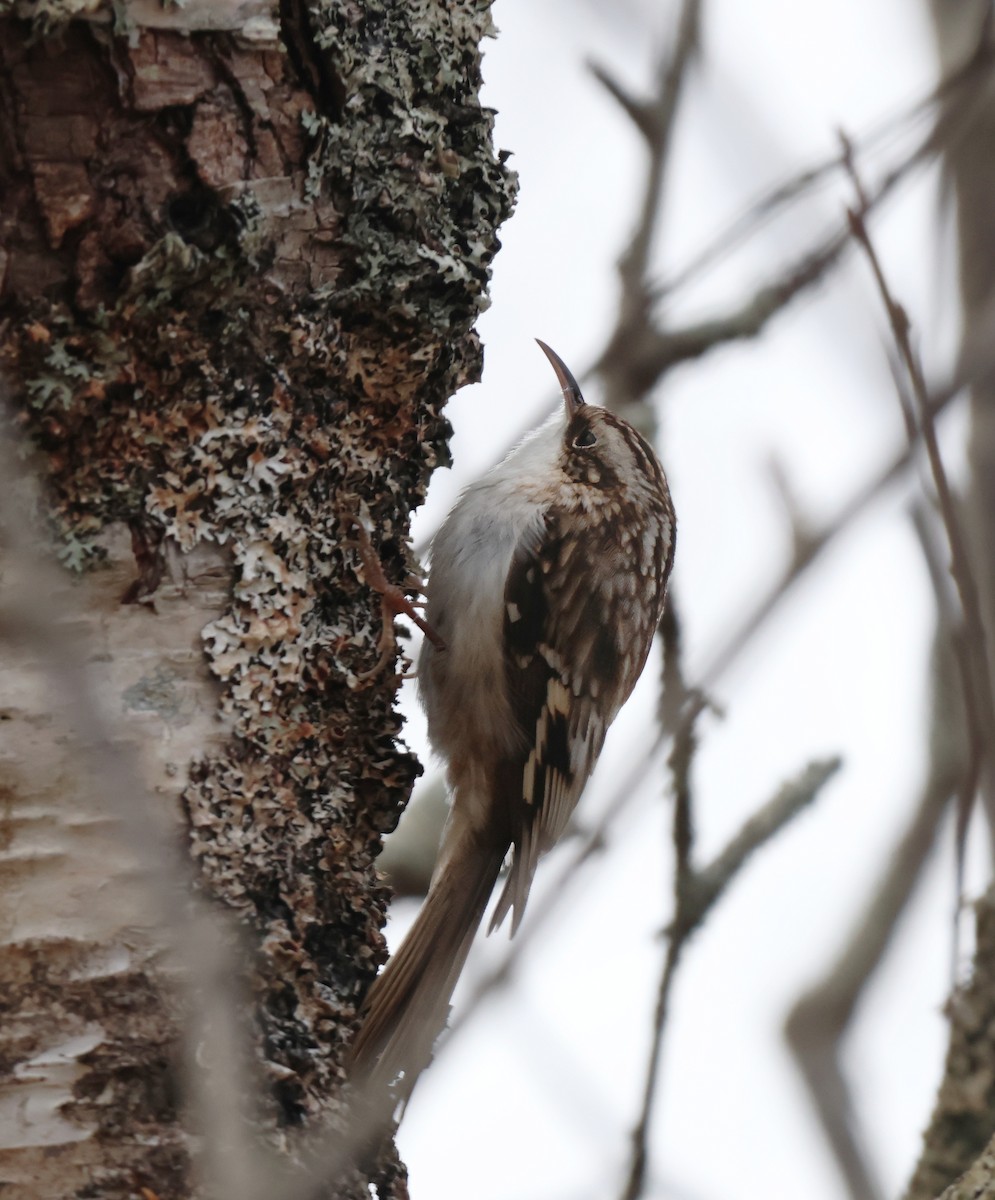 Brown Creeper - ML626546760