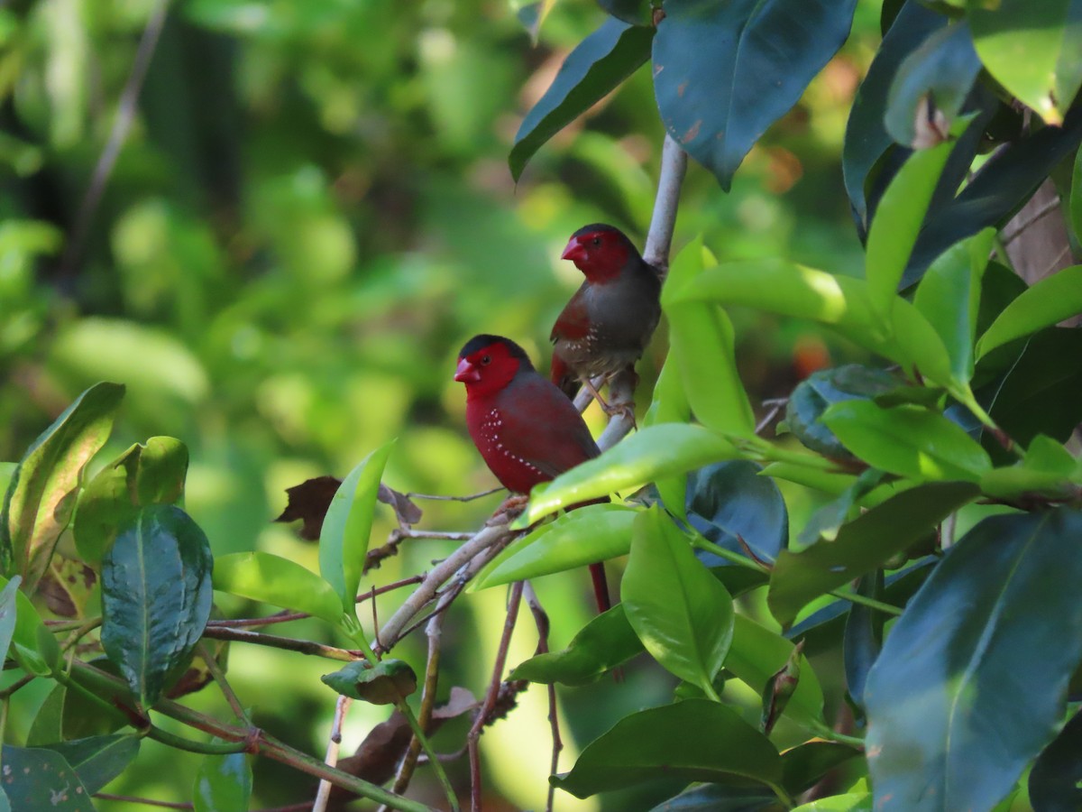 Crimson Finch - ML626546902