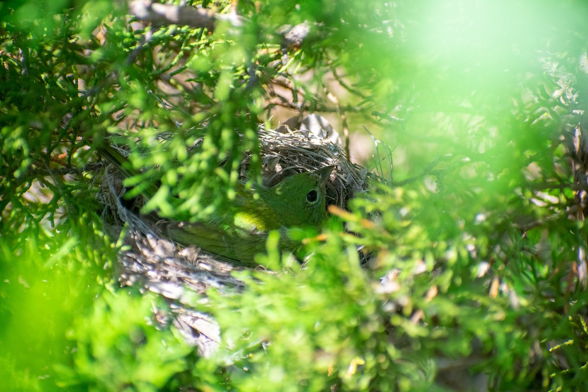 Painted Bunting - ML626546921