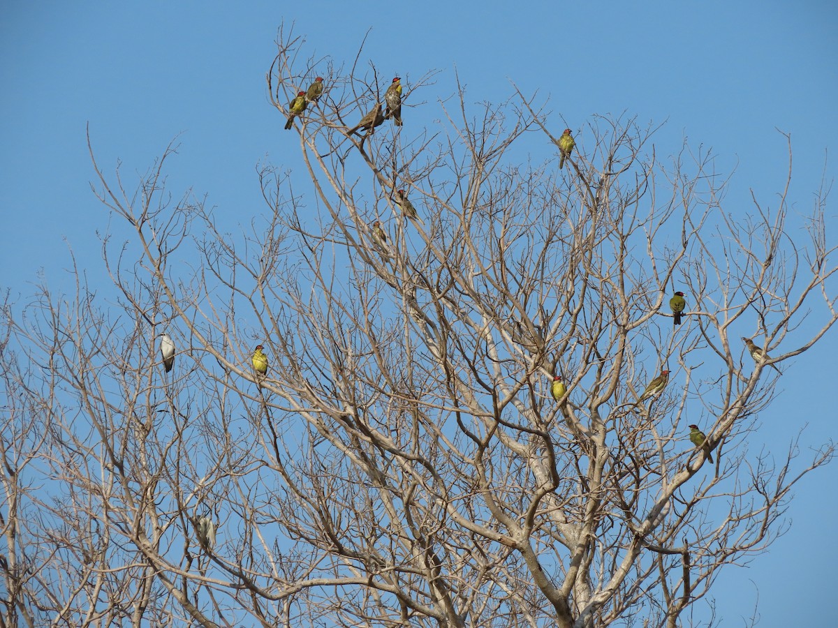 Australasian Figbird - ML626546945