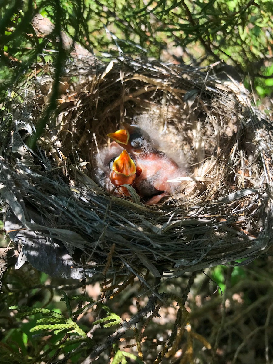 Painted Bunting - ML626546947