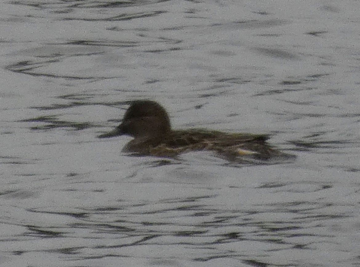 Чирянка мала - ML626546954