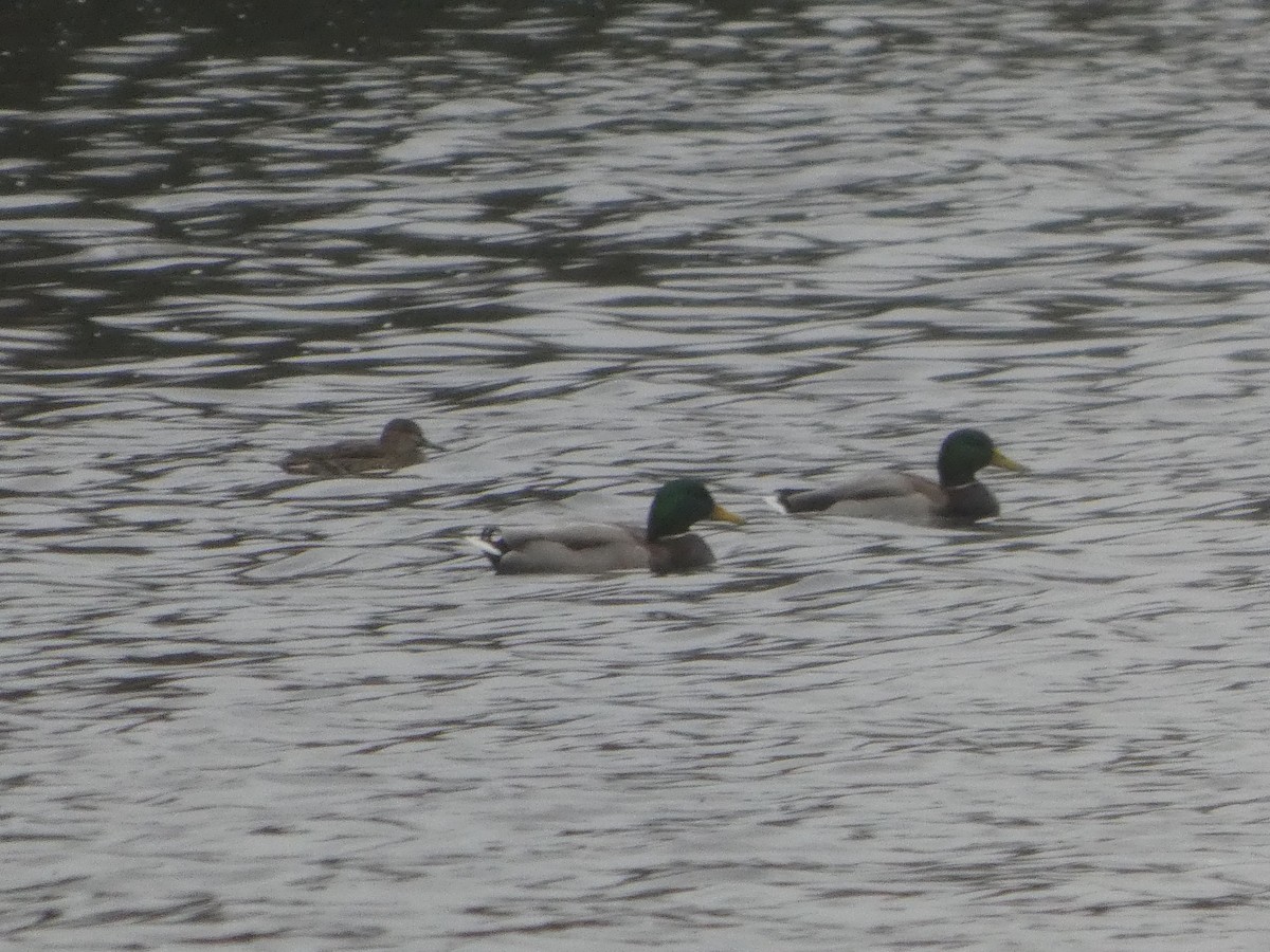 Чирянка мала - ML626546955