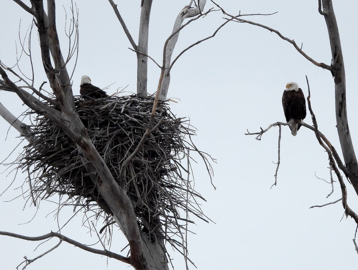 Bald Eagle - ML626546985