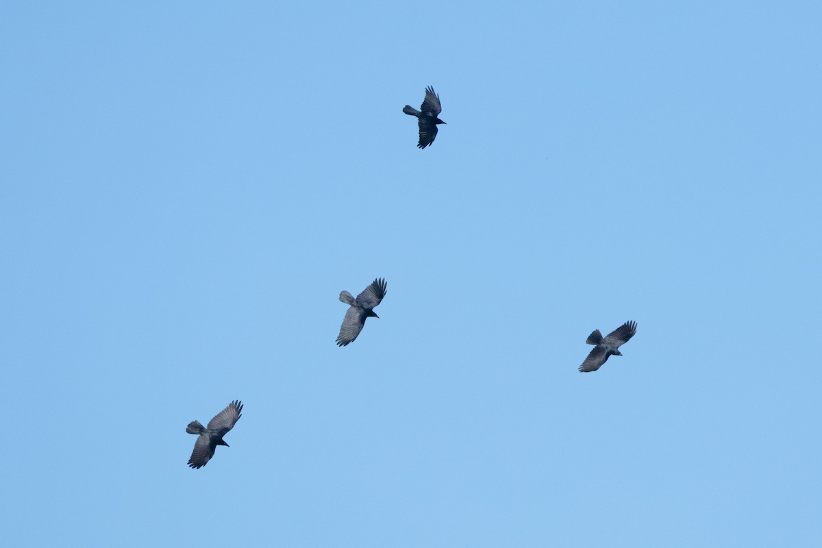 crow sp. - ML626546988