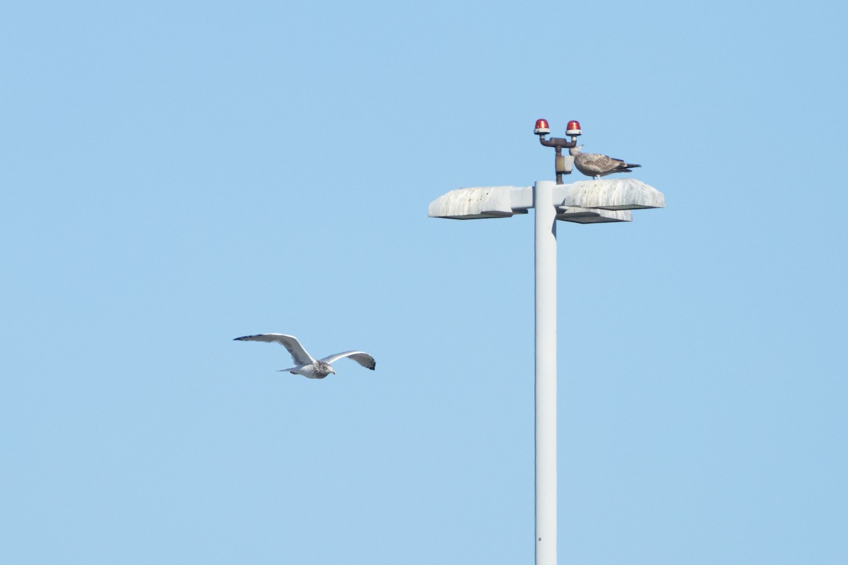 American Herring Gull - ML626546989
