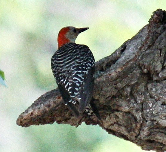 Red-bellied Woodpecker - ML626547104