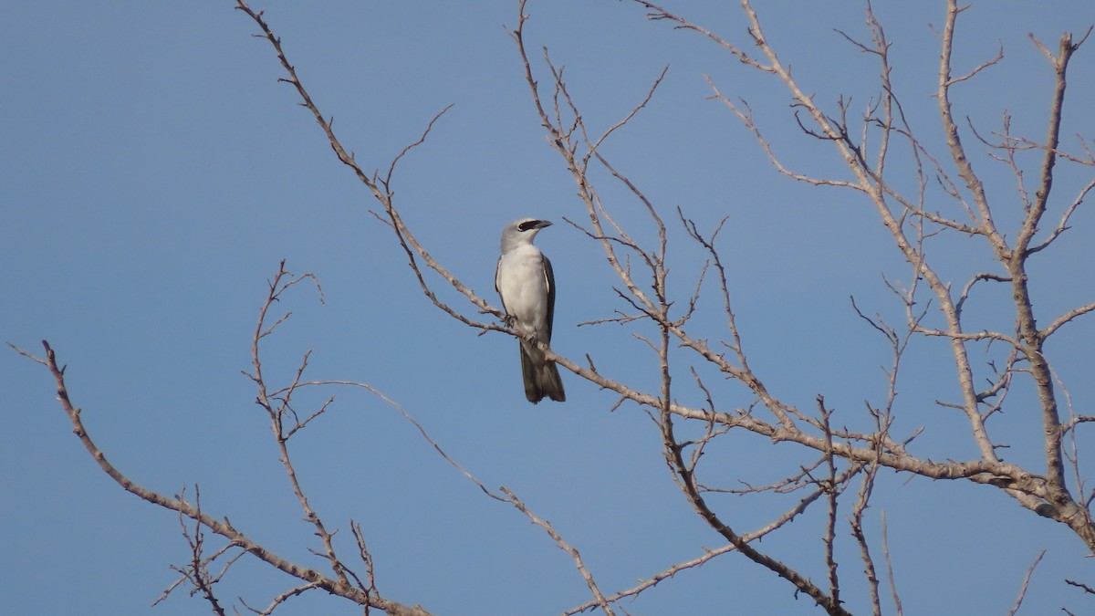 White-bellied Cuckooshrike - ML626547117