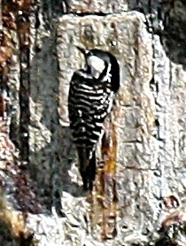 Red-cockaded Woodpecker - ML626547174