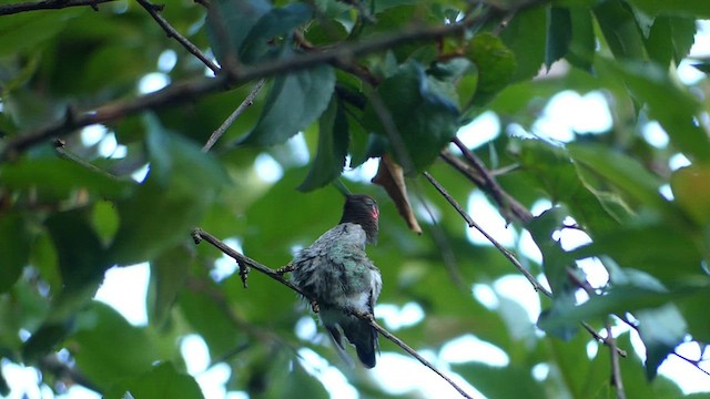 Anna's Hummingbird - ML626547277