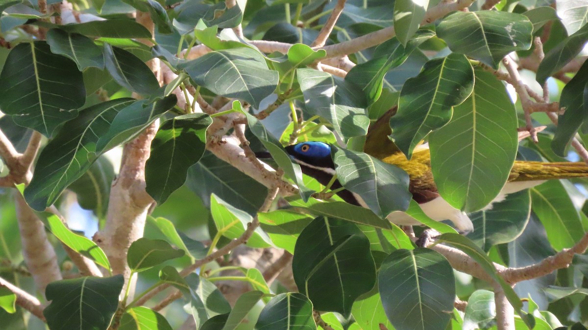 Blue-faced Honeyeater - ML626547306