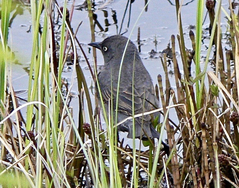 Rusty Blackbird - ML626547334