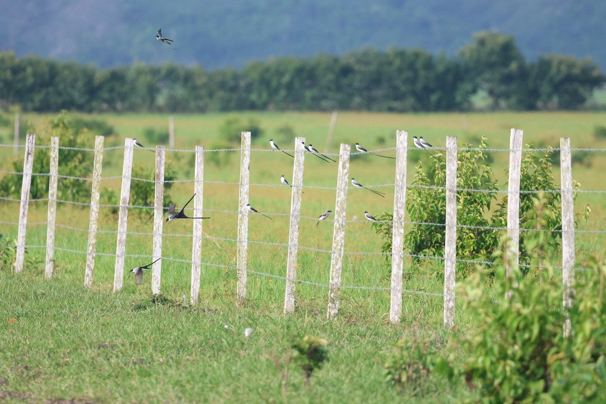 Loggerhead Shrike - ML626547359