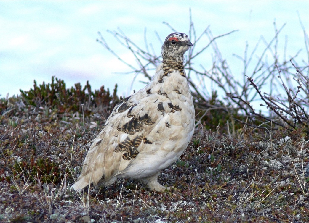 Rock Ptarmigan - ML626547494