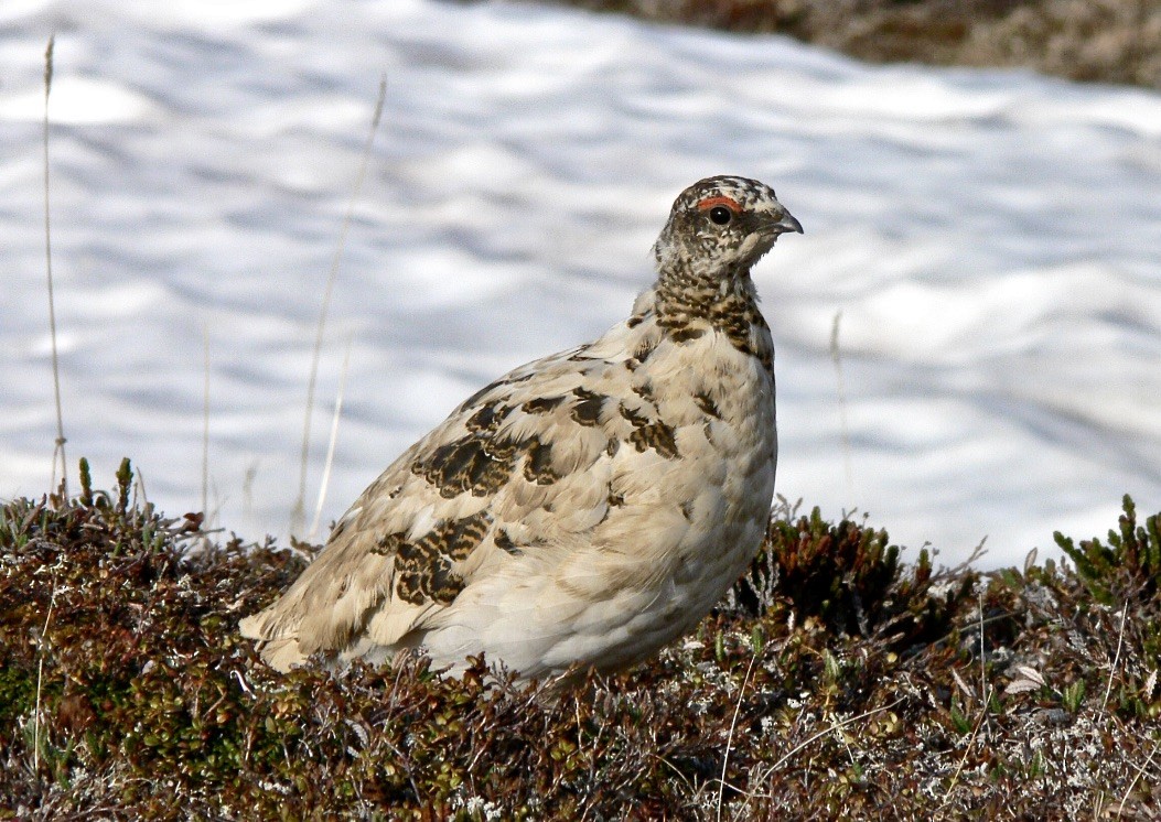 Rock Ptarmigan - ML626547495