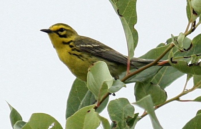 Prairie Warbler - ML626547502