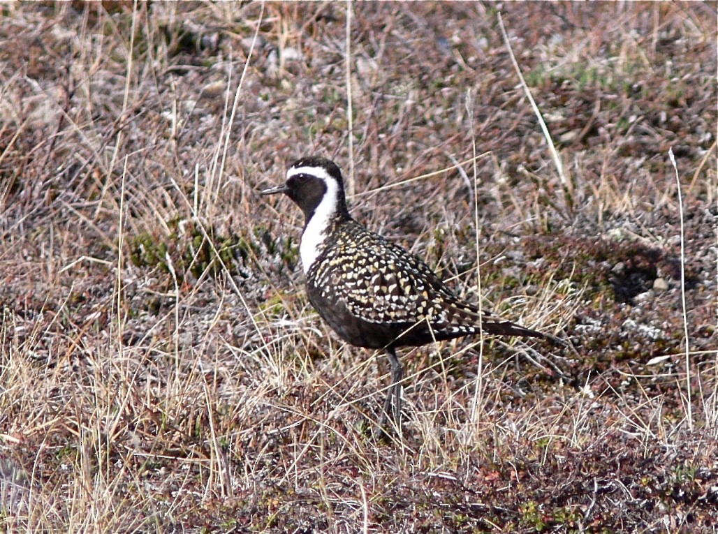 American Golden-Plover - ML626547523