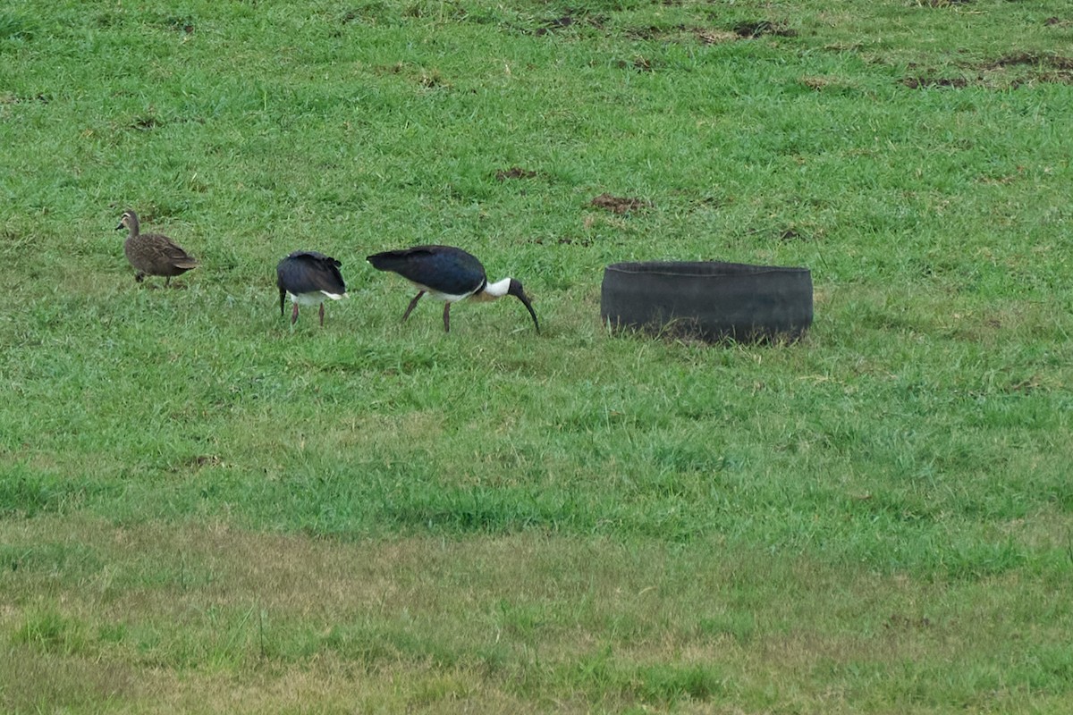 Straw-necked Ibis - ML626547596