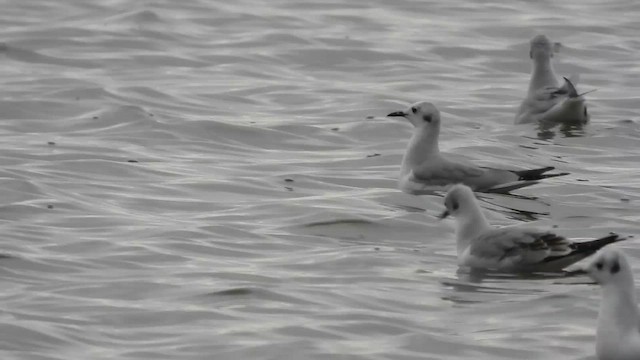 Bonaparte's Gull - ML626547619
