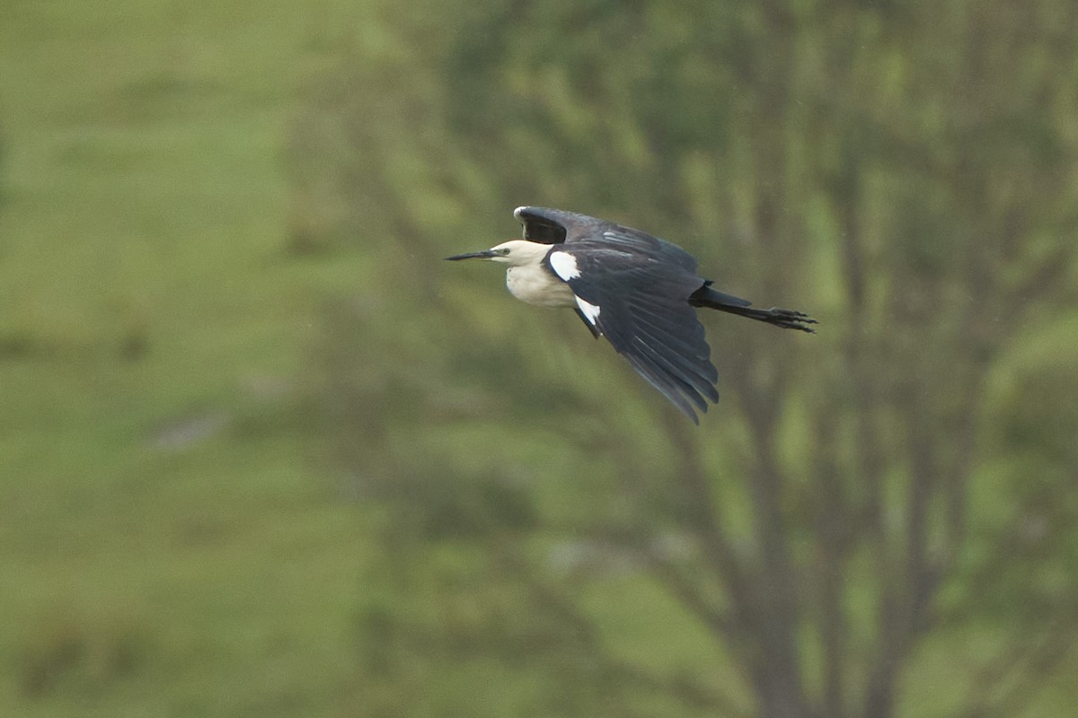 Pacific Heron - ML626547627