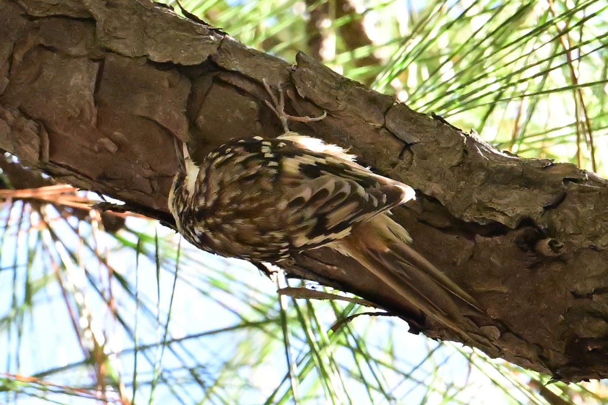 Brown Creeper - ML626547661