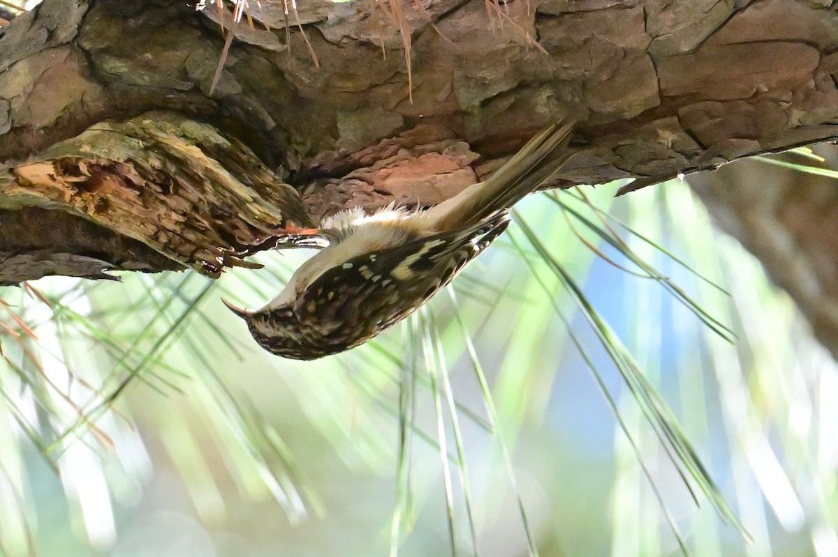 Brown Creeper - ML626547662