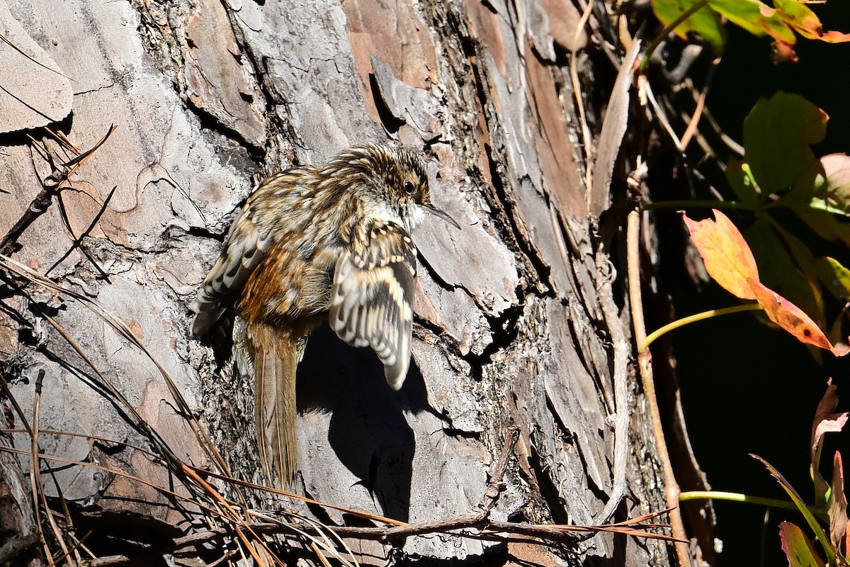 Brown Creeper - ML626547663