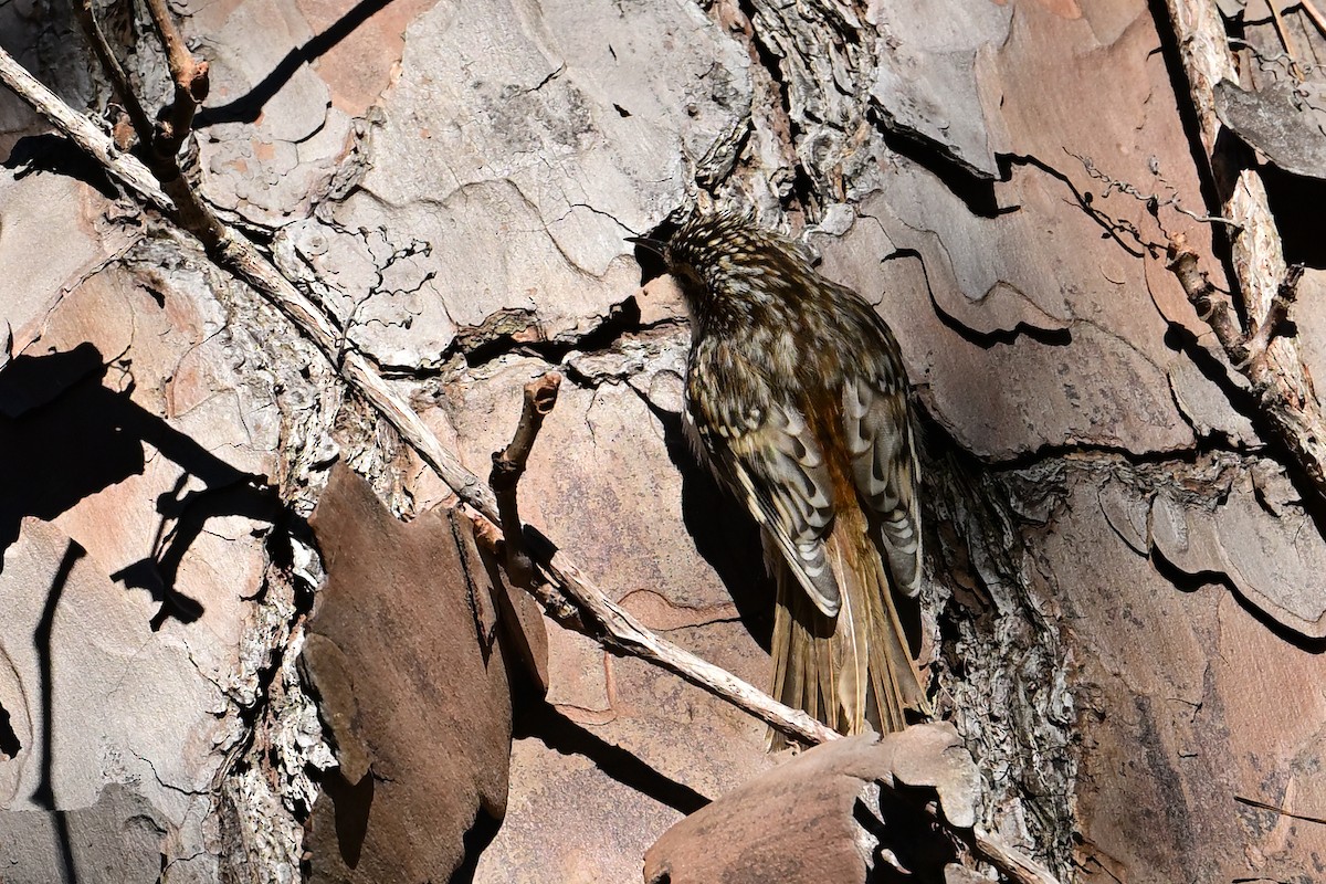 Brown Creeper - ML626547664