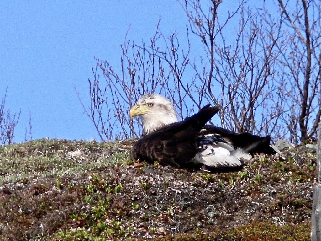 Bald Eagle - ML626547703