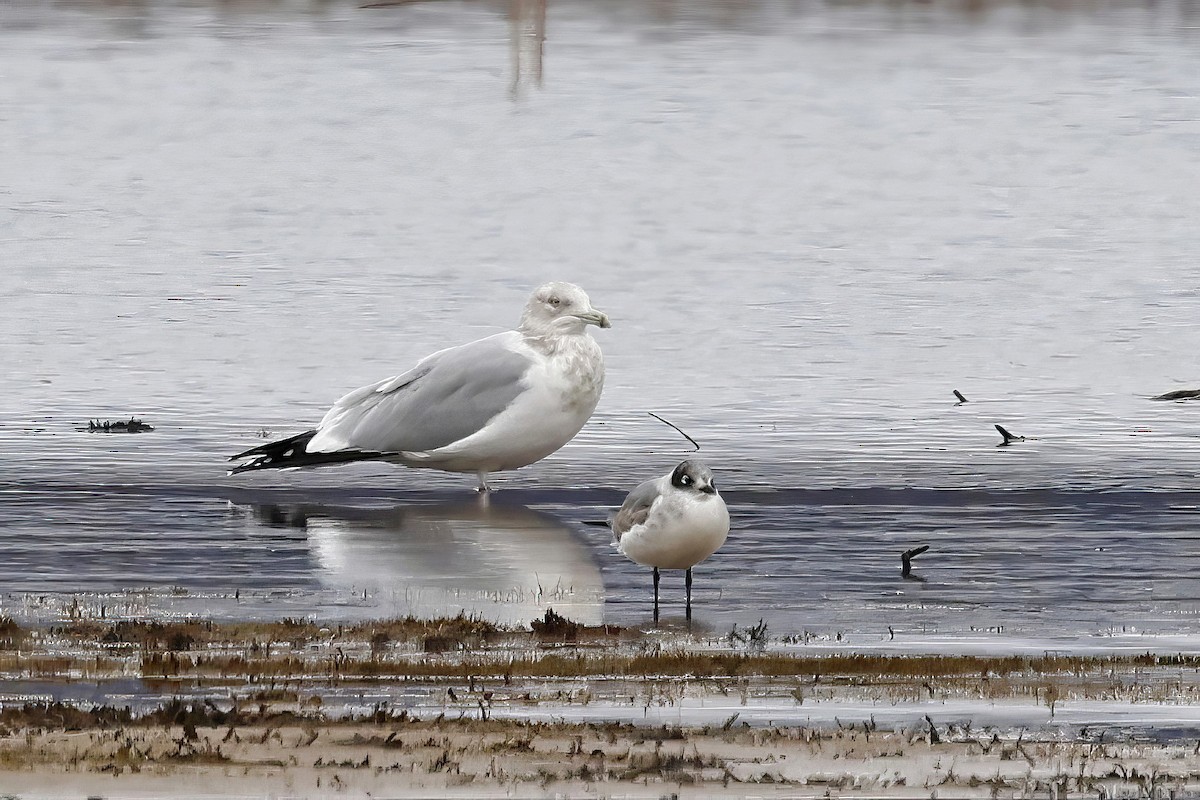 Franklin's Gull - ML626547741