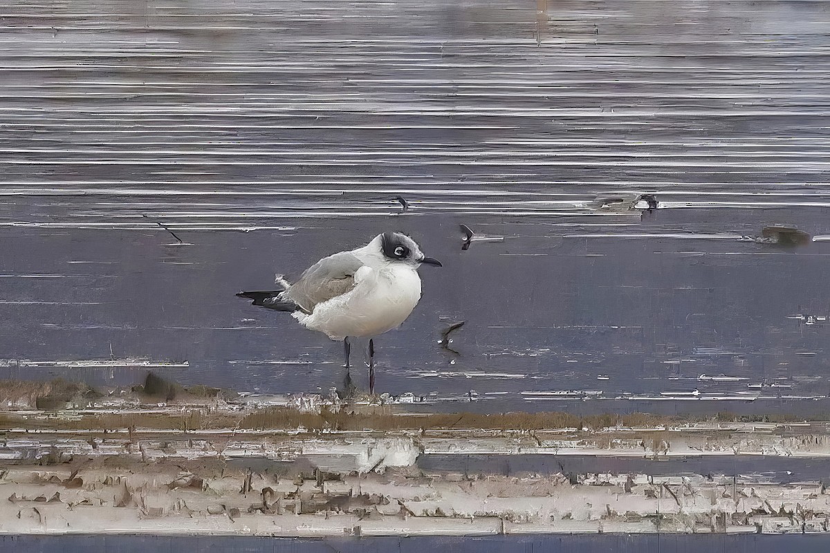 Franklin's Gull - ML626547742