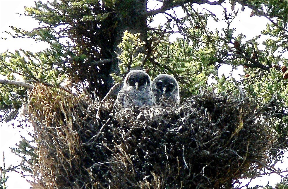 Great Gray Owl - ML626547766