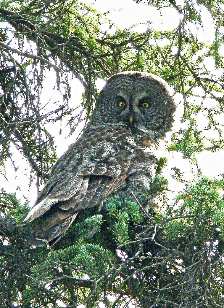 Great Gray Owl - ML626547767