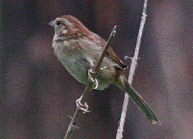 Bachman's Sparrow - ML626547804