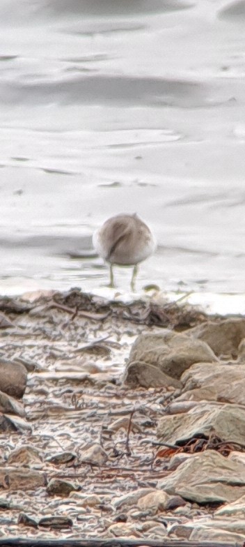 Least Sandpiper - ML626547906